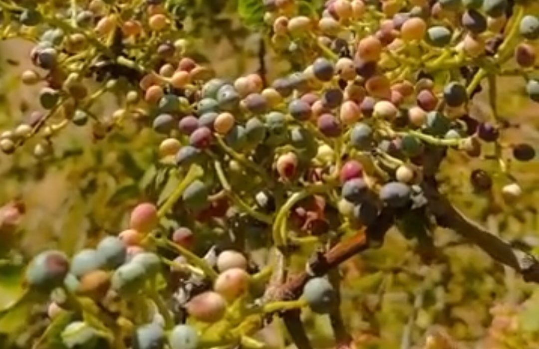 آغاز برداشت «وَنوُشک» در استان ایلام