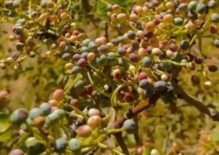 آغاز برداشت «وَنوُشک» در استان ایلام